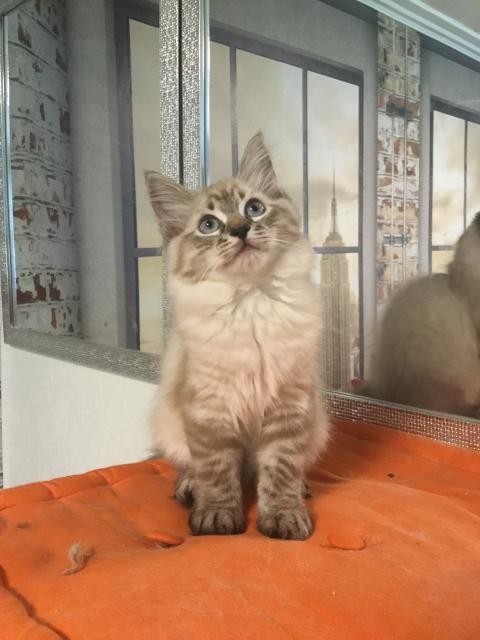 Waldkatzen-Kitten suchen liebevolle Dosenöffner  - Katzen - Burgbrohl 