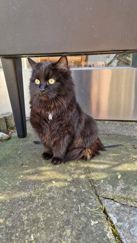 Katzenkinder und Mutter - Katzen - Dietersburg