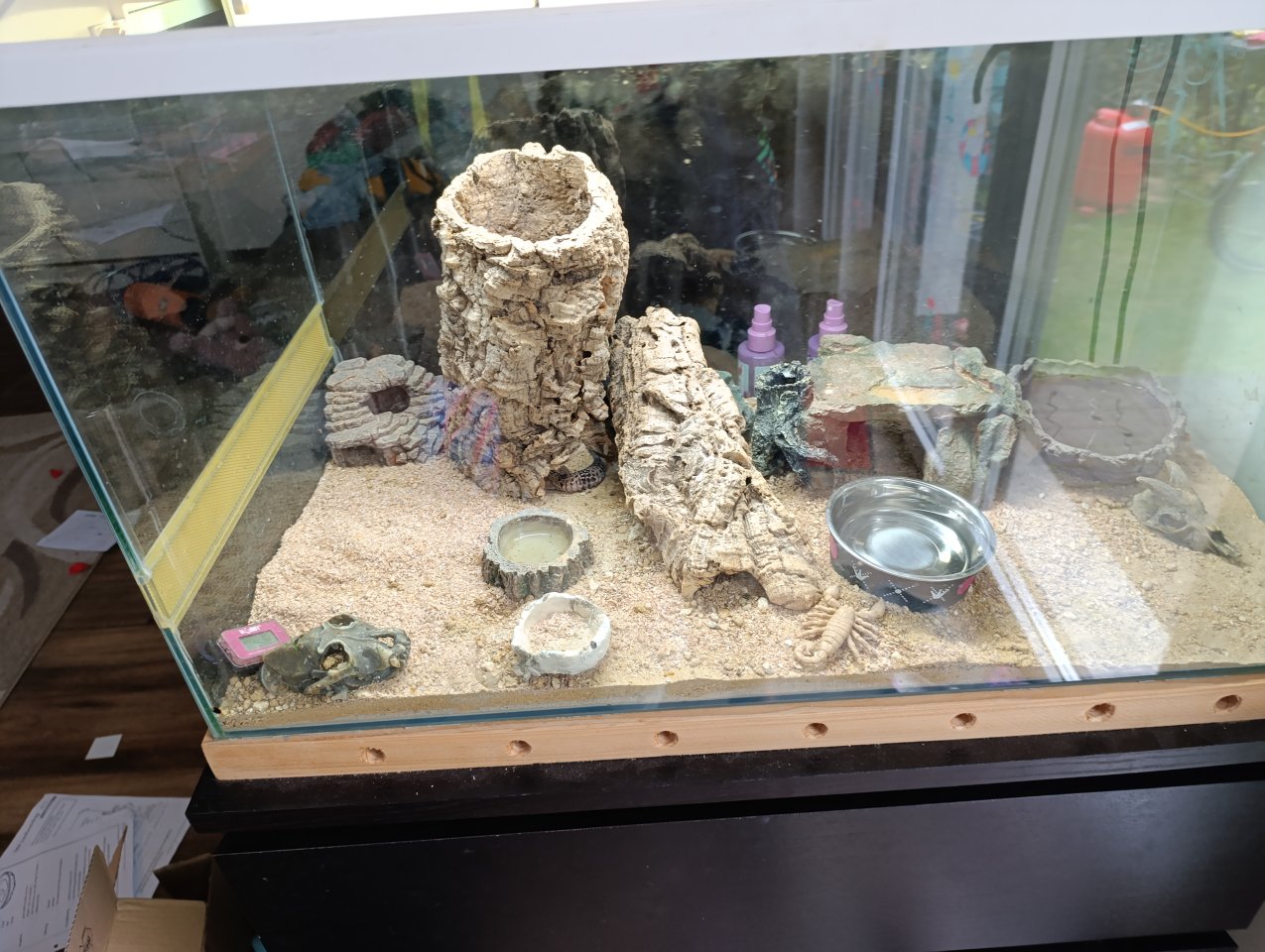 3 Leopardengeckos Schlupf Juli 2024 - Reptilien - Bochum