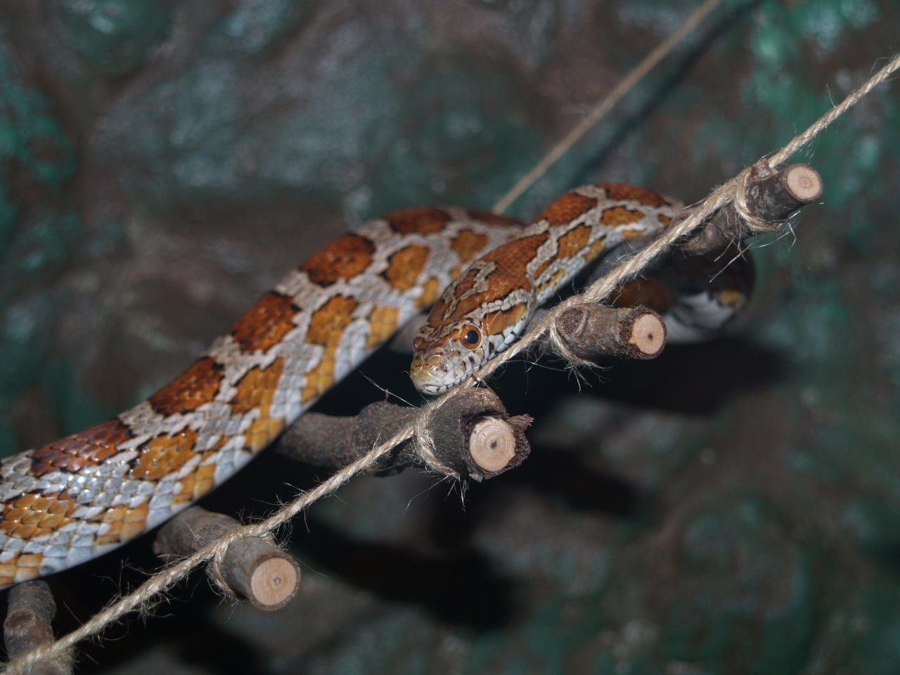Kornnattern natur abzugeben - Reptilien - Eckersdorf
