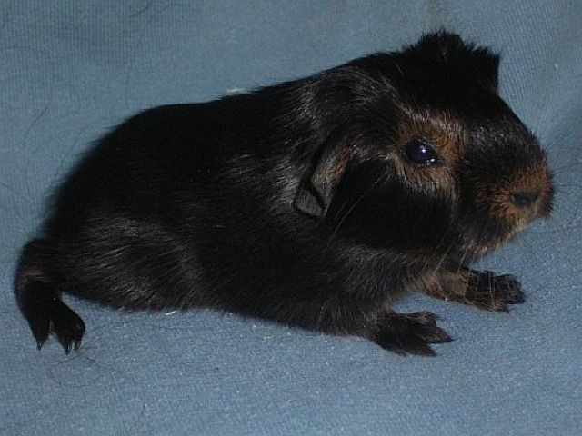 Junger Rassemeerschweinchen Nachwuchs aus vet. amtlich geprüfter Hobbyzucht - Meerschweinchen - Köln-Worringen