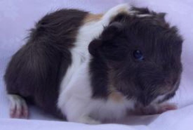 Peruaner Meerschweinchen abzugeben - Meerschweinchen - remagen