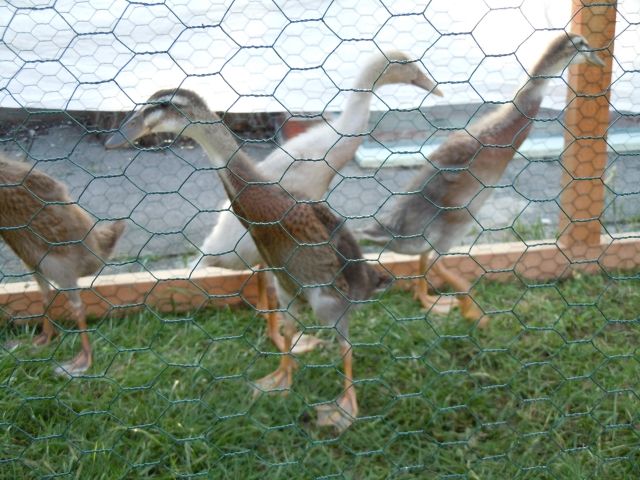 Indische Laufenten - Sonstige Haustiere - Spenge                  