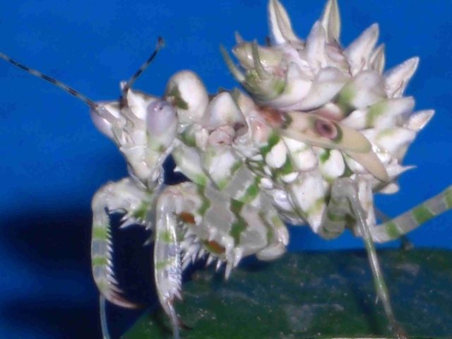 Gottesanbeterinnen abzugeben!!! - Insekten - 