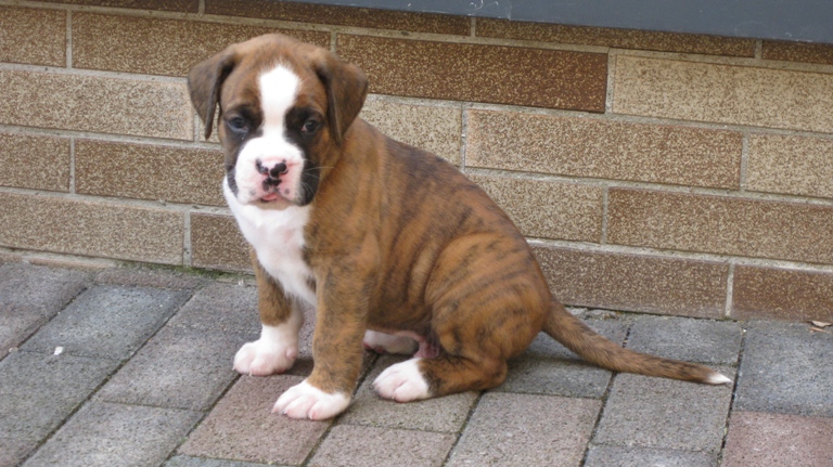 ?Wunderschöne Reinrassige BoxerWelpen? - Hunde - Hannover