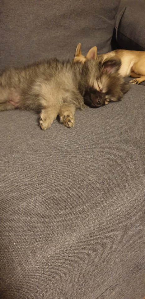 Lucy sucht ein neues Zuhause - Hunde - Wald-Michelbach