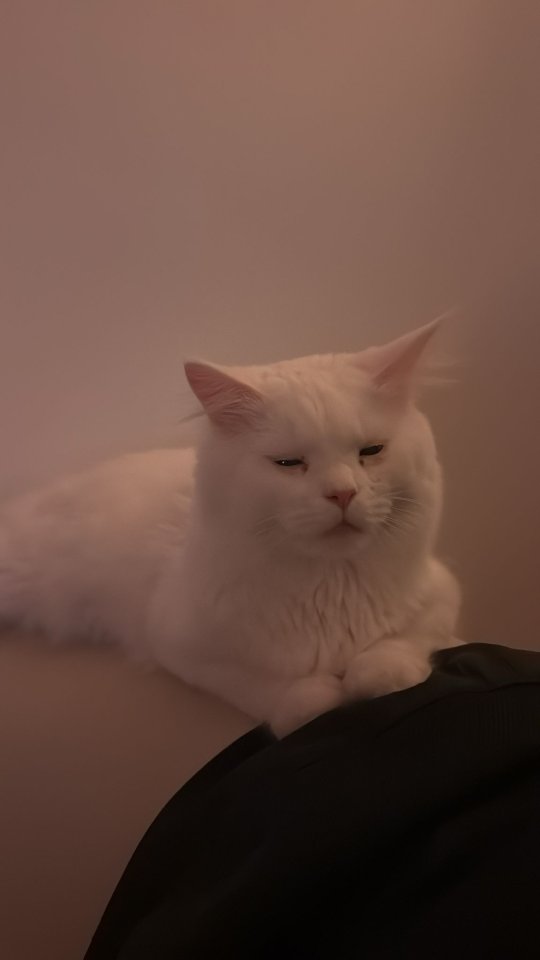 Maine Coon Deckkater zur Deckung - Katzen - Stadtbergen