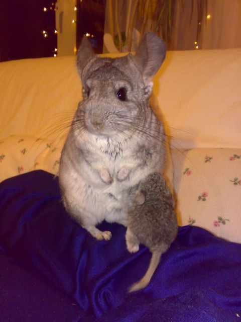 Chinchilla Urlaubsbetreuung bei mir zu Hause - Urlaub Mit Tieren - Gelsenkirchen