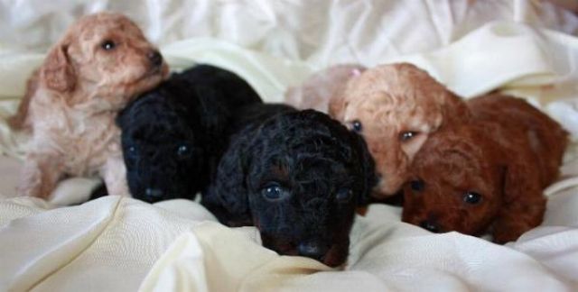 Bildhübsche Zwergpudelwelpen (FCI / VDH) - Hunde - Thalmassing