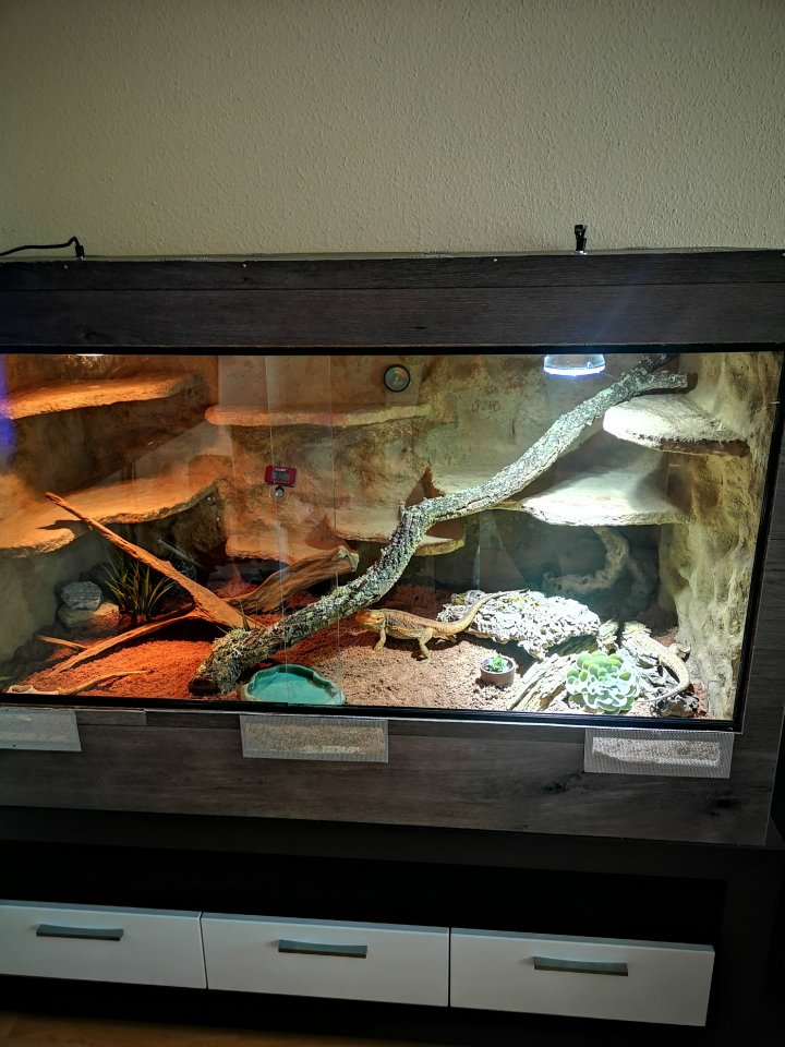 Bartagamenpärchen und Terrarium - Reptilien - Bad Lauchstädt
