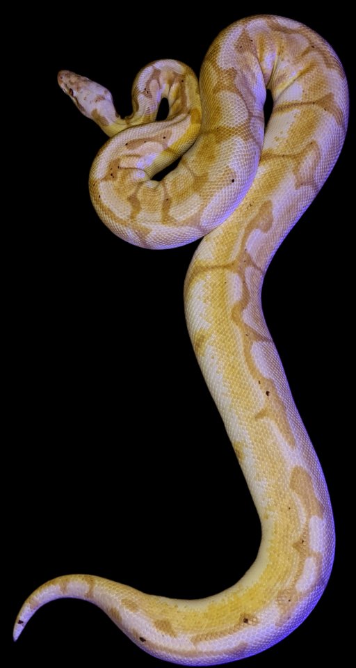 0.1 Banana Bumblebee 2015 - Reptilien - Rödinghausen