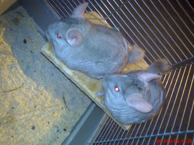        2 Chinchilla Böcke zu verkaufen - Sonst Nagetiere - Hiddenhausen