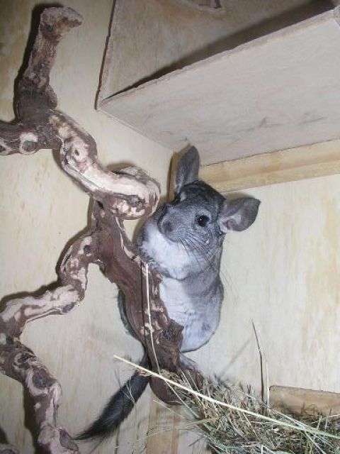 3 ChinchillaMädels suchen ein Neues Zuhause! - Sonst Nagetiere - Langgöns