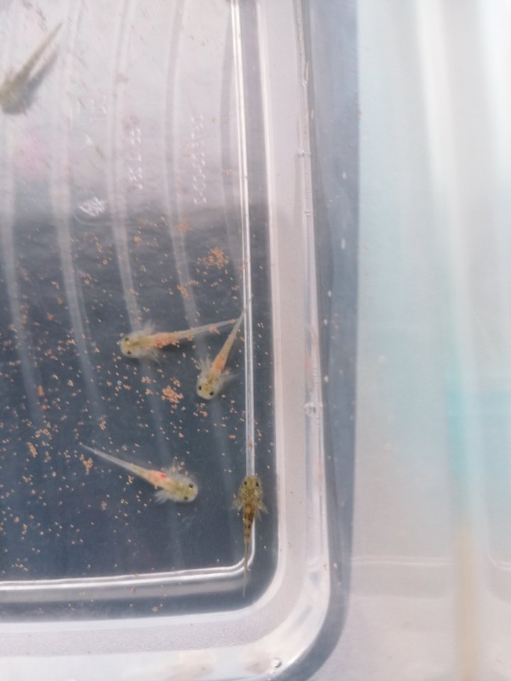 Axolotl babys (zum reservieren) - Amphibien - Haßloch Rheinland Pfalz