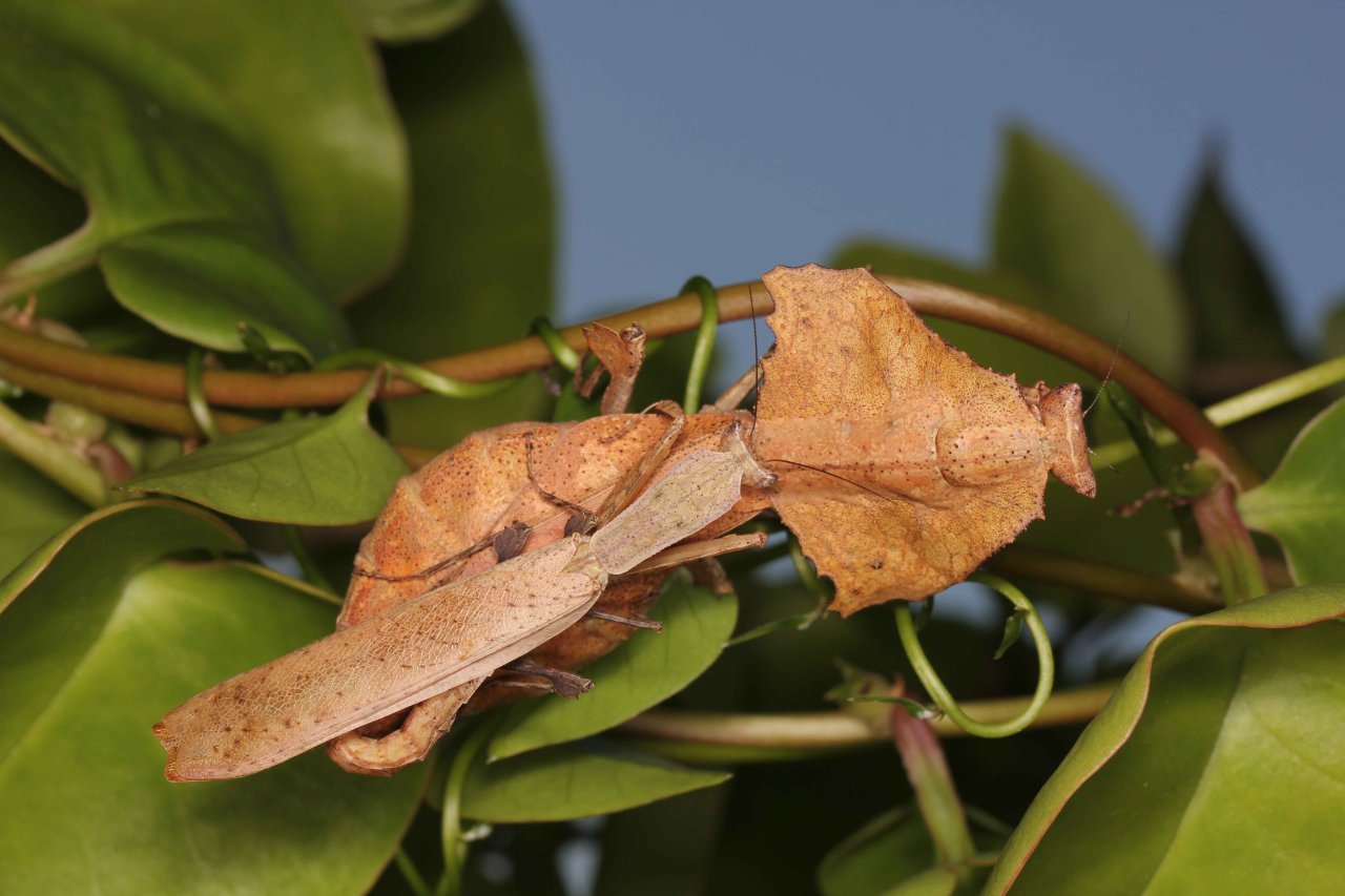 Gottesanbeterinnen und Rollschaben abzugeben - Insekten - Bochum