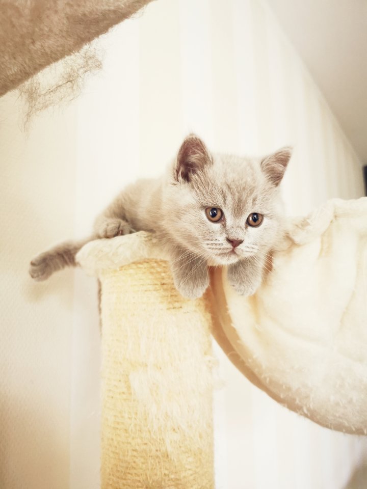 Britisch Kurzhaar Kitten - Katzen - Bad Freienwalde