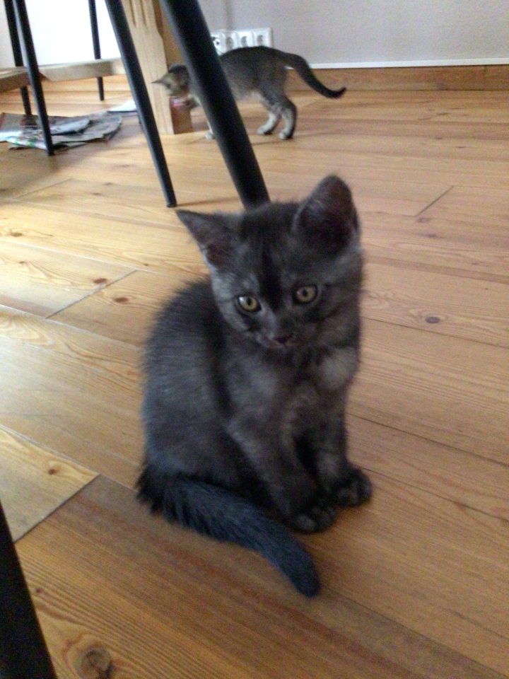 BKH -Kitten -Mix Kater - Katzen - Hausen-Wied