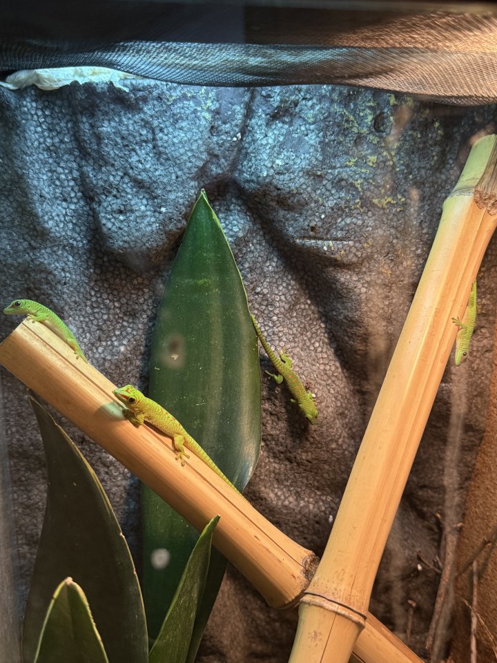4 Phelsuma Grandis Großer Madagaskar Taggecko Jungtiere - Reptilien - Güsten