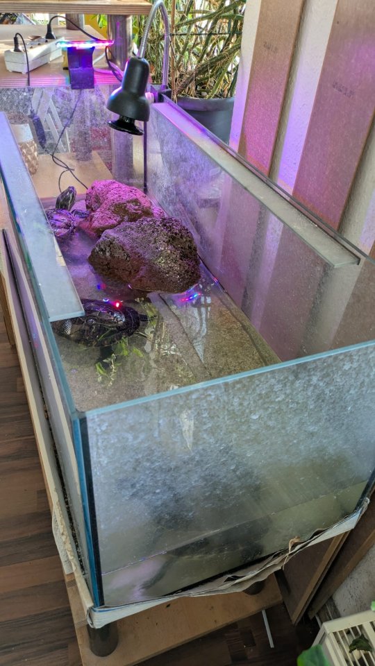 Aquarium/Terrarium mit Wasserschildkröten - Reptilien - Plauen
