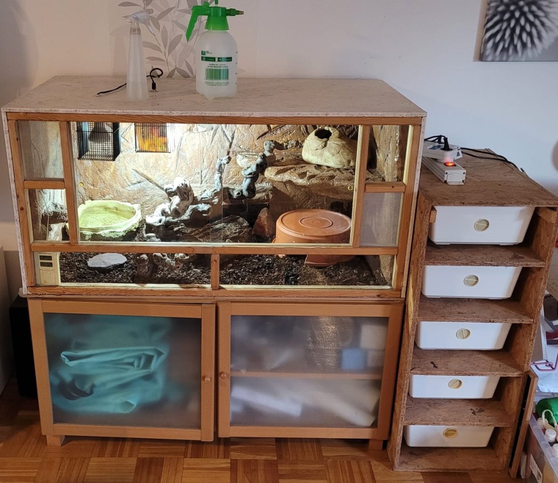 3 Pythons und vollständige Einrichtung des Terrariums - Reptilien - Gross Niendorf