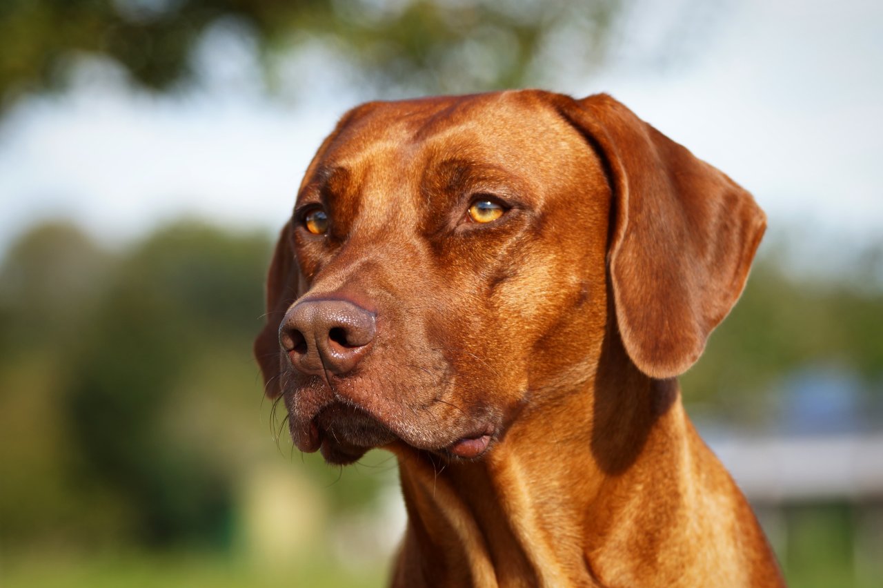 Rhodesian Ridgeback Deckrüde Livernose - Hunde - Achern