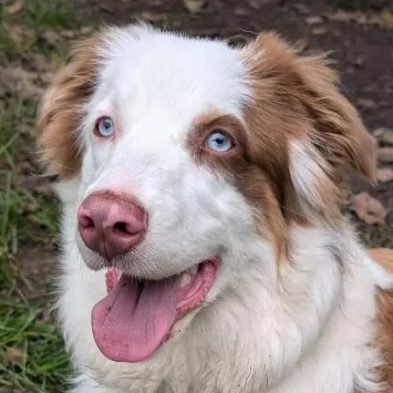 VAIANA -  weiblich  11 Monate  50 cm  24 kg  Australian Shepherd - Hunde - Lauf an der Pegnitz