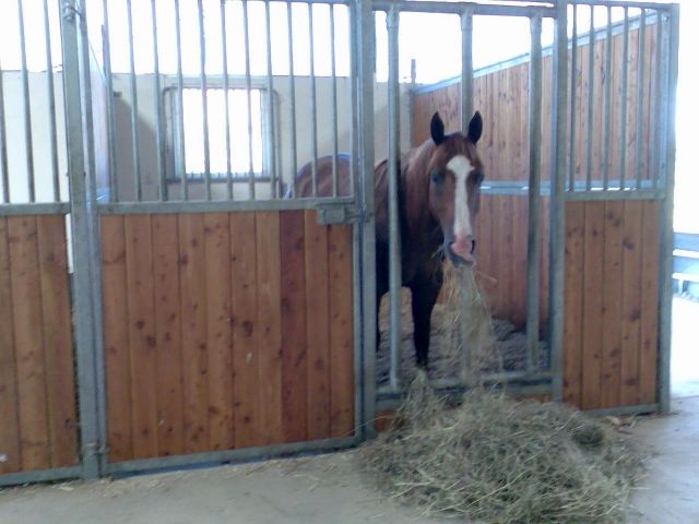 Freie Boxen-, Offenstall- und Weideplätze - Pferde - Dabrun