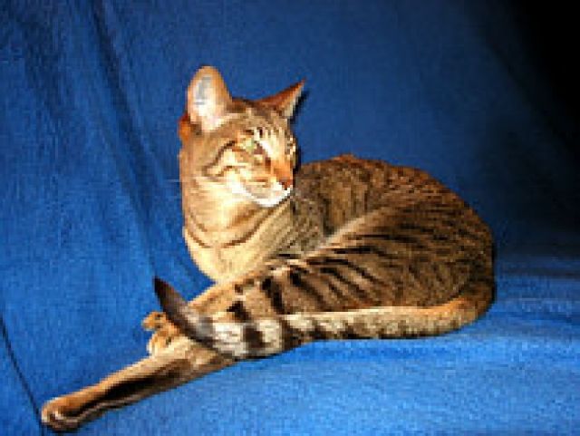 Verlassene Rassekatze sucht - Tiere In Not - Rheine