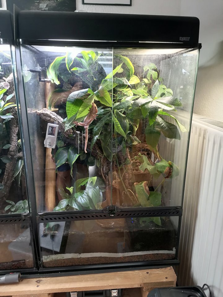 Kronengecko inkl. Terrarium - Reptilien - Geschwenda