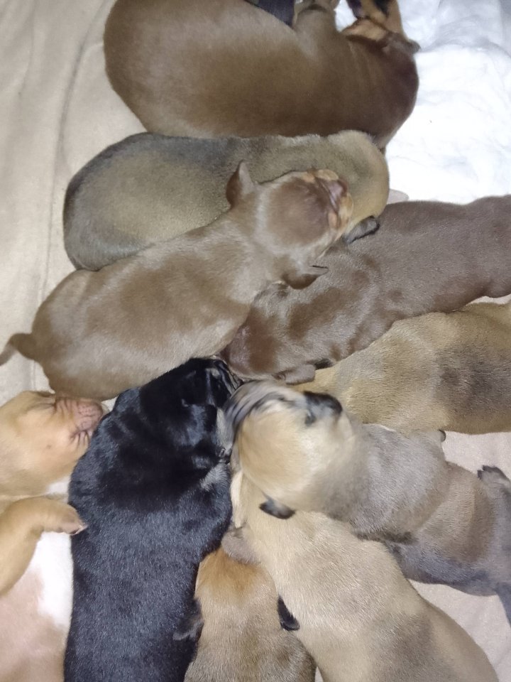 Tolle Mischlingswelpen suchen Zuhause. - Hunde - Neumünster