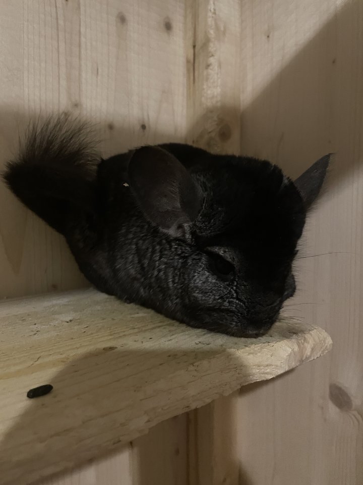 Chinchilla Böckchen abzugeben - Nagetiere - Gettorf