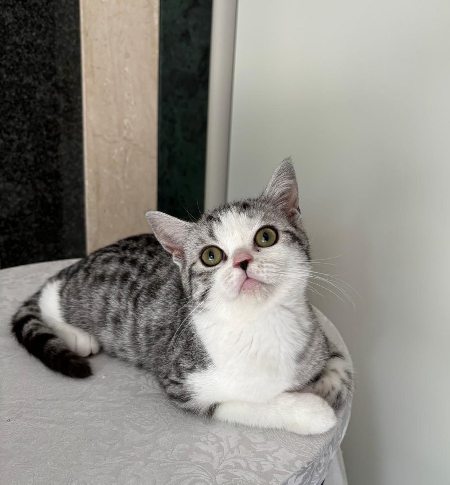 BKH black silver classic tabby /spotted - Katzen - Prieschka
