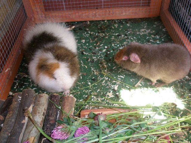 Liebevolles Tiersitting von Tierarzthelferin - Nagetiere Allgemein - Hamburg
