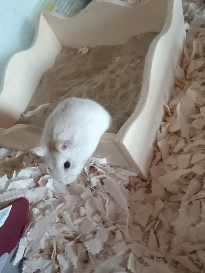 Dsungarischer zwerghamster mit Zubehör - Nagetiere - Marl