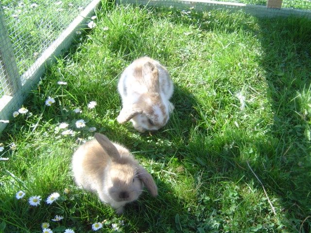 Süsse Zwergwidderbabys abzugeben!! - Hasen Kaninchen - Lutter