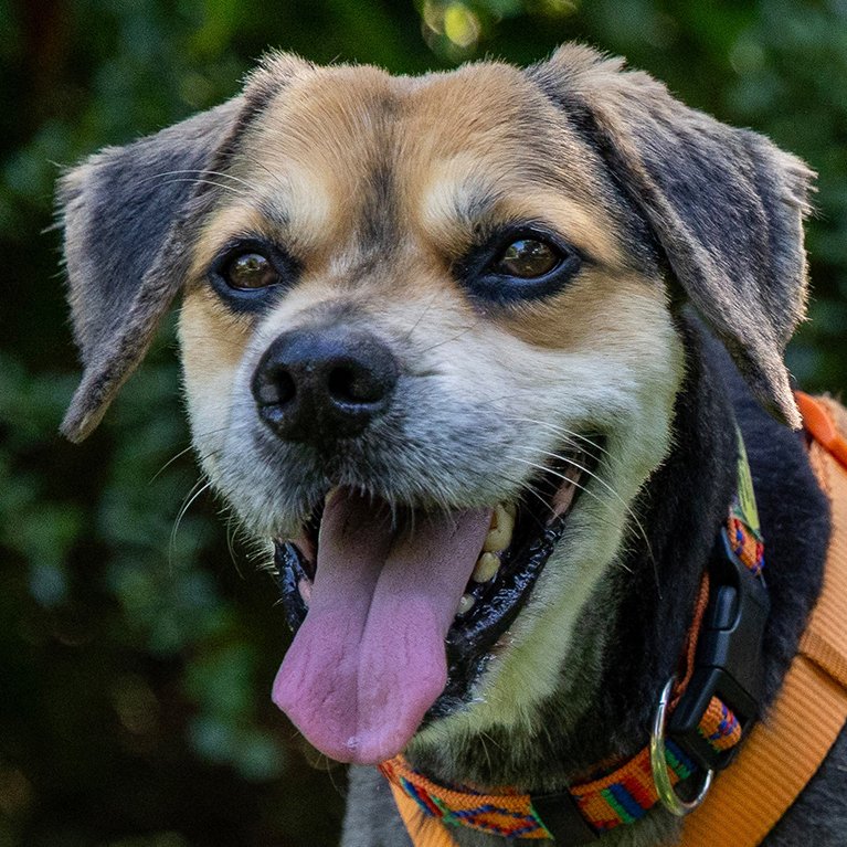 SERVUS MAX - männlich 9 Jahre 53 cm 23 kg Mix Gechipt Kastriert - Hunde - Lauf an der Pegnitz