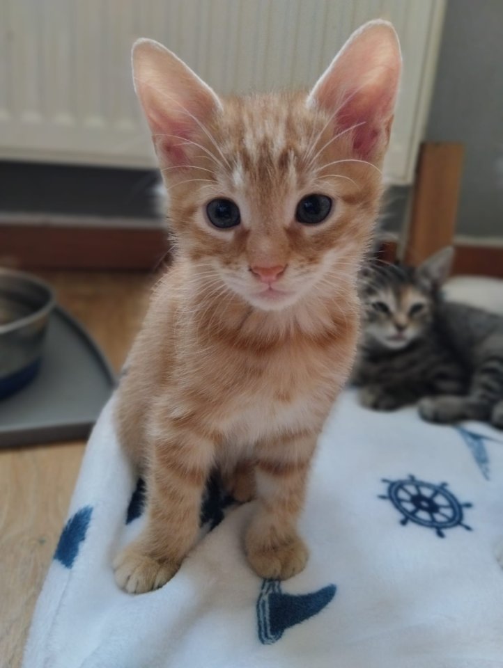 * 5 süße Kitten suchen ein liebevolles Zuhause * - Katzen - Celle