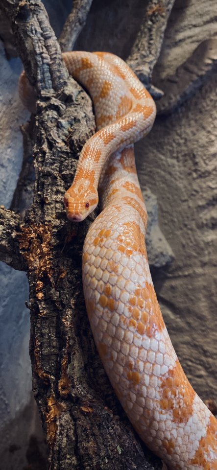 Kornnatter Albino inkl. Terrarium und Zubehör abzugeben - Reptilien - Herten