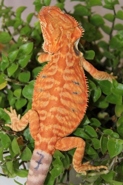 Letzten Bartagamen Nachzuchten vom Sommer 2011 abzugeben - Reptilien - Offenau
