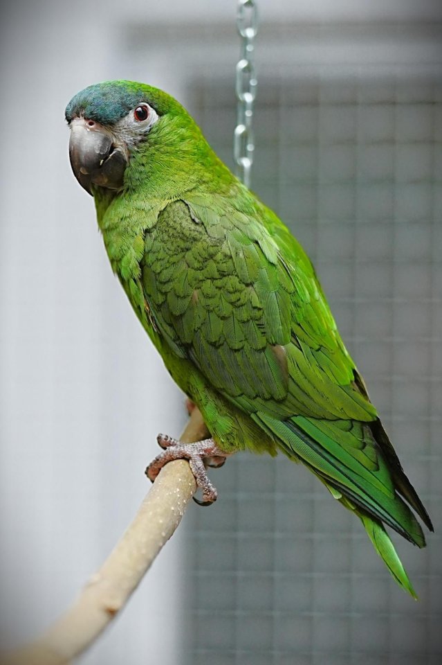 Hahns Zwergara  Männchen aus Hobbyzucht - Voegel - Ot - Holzendorf