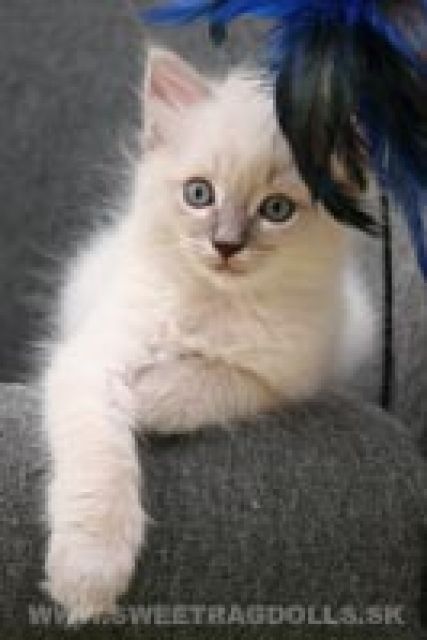 Ragdoll kittens - Katzen - Bratislava, Slovakia