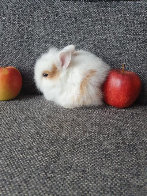Zwergkaninchen, Löwenköpfchen Babys bald zur Abgabe  - Hasen Kaninchen - Bad Vilbel