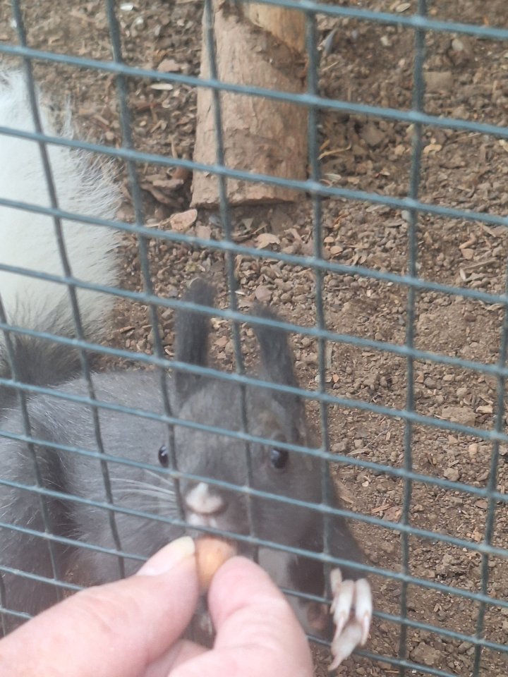 2  Eichhörnchen  schwarze u grau - Nagetiere - Fulda 