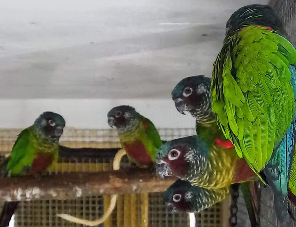 Emmas Weißohrsittiche - Voegel - Ot - Holzendorf