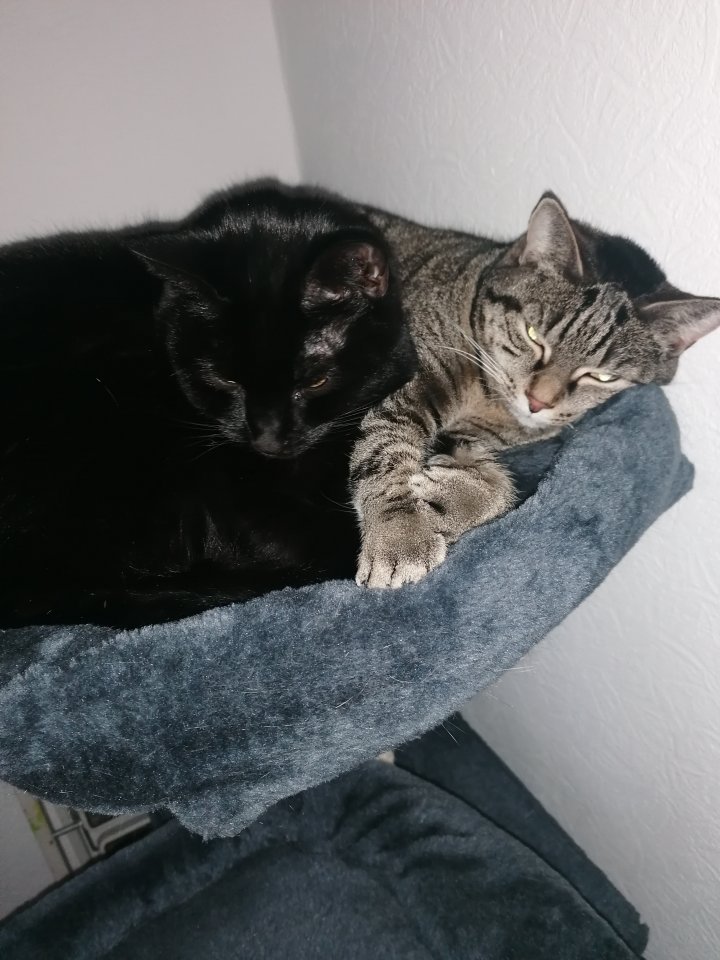 Geschwisterpaar Katzen - Katzen - Maintal