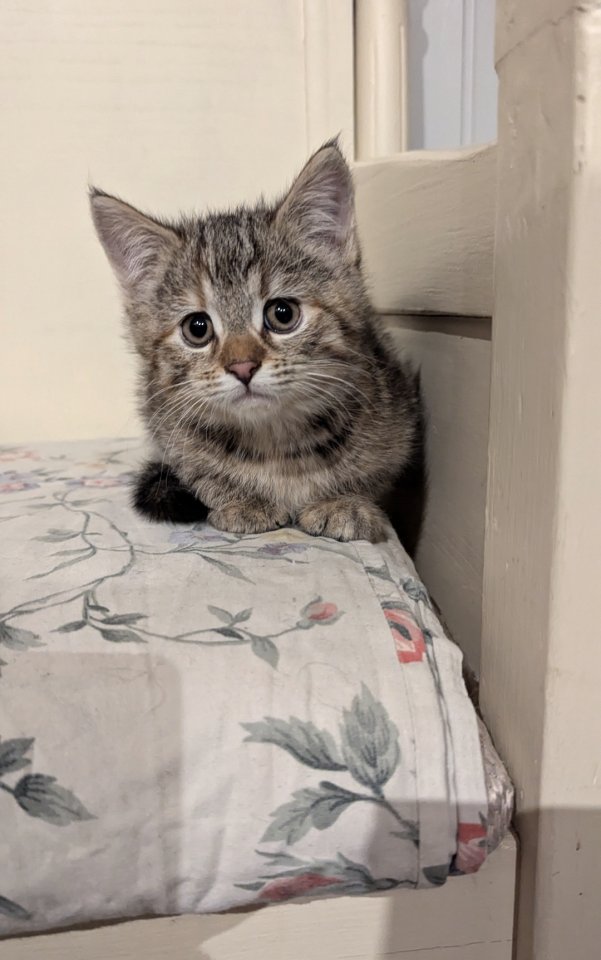 Süße Maine coon Mix katze, Mädel - Katzen - Kyritz