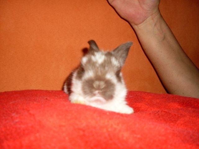 Süsse Havanna Babys - Hasen Kaninchen - Hagen