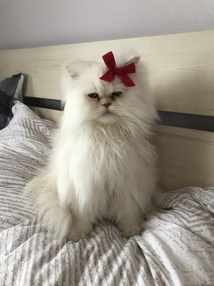 Wunderschöner Perserkater in liebevolle Hände abzugeben - Katzen - Bad Birnbach