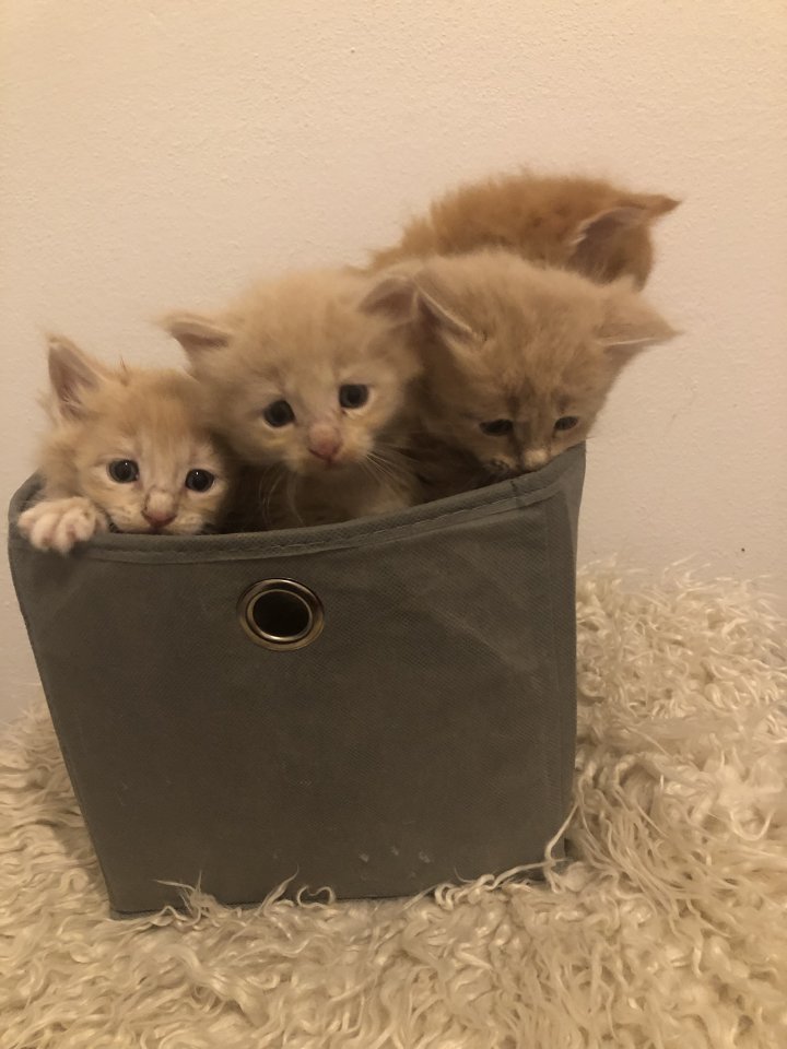Maine Coon reinrassig - Katzen - Osterhofen