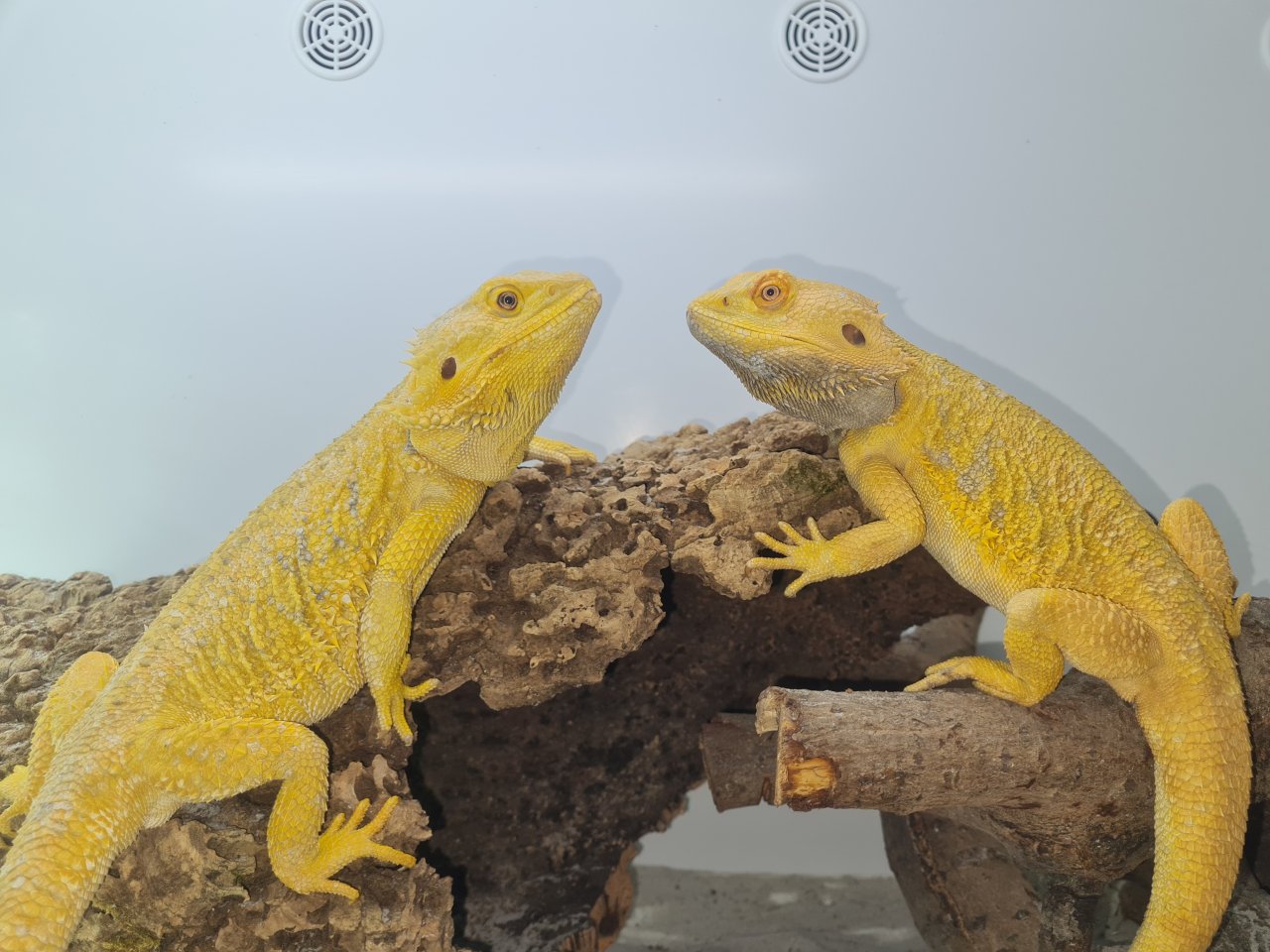 Bartagame vom Züchter Abholung oder Tierversand - Reptilien - Seligenstadt